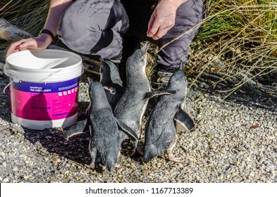 Wellington, New Zealand - May 19, 2017: Little Blue Penguins Huddling Round Their Keeper In Wellington Zoo, New Zealand