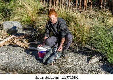 Wellington, New Zealand - May 19, 2017: Little Blue Penguins Huddling Round Their Keeper In Wellington Zoo, New Zealand