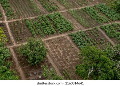 Well-kept Home Garden. The Upcoming Harvest. Grow Vegetables And Fruits. Small Farm. Work On The Ground. Farm Goods. Ecological Products.