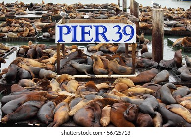 The well-known Pier 39 in San Francisco with sea lions. Animals are heated on wooden platforms
