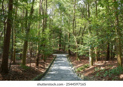 A well-maintained path through a forest full of tall trees