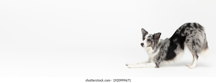 A Well-mannered Border Collie Dog Can Bow As A Greeting. The Dog Is Colored In Shades Of White And Black And Has Long And Delicate Hair. An Excellent Herding Dog. Panoramic Frame.