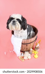 Wellness For Dog . Bath Time For Pet . Pink Background . Shih Tzu Grooming