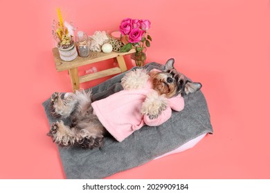 Wellness For Dog . Bath Time For Pet . Pink Background 