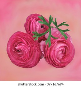 Wellness-Ranunculus