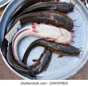 Wells Catfish On Market Ban Phe Stock Photo 1294707853 | Shutterstock