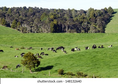 WELLSFORD, NZ - JULY 28 2013:Dairy Cows In A Dairy Farm In NewZealand. The Income From Dairy Farming Is Now A Major Part Of The New Zealand Economy, Becoming An NZ$11 Billion Industry By 2010.