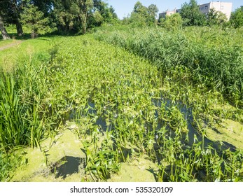 Welna And Nielba River Bifurcation In Wagrowiec, Poland