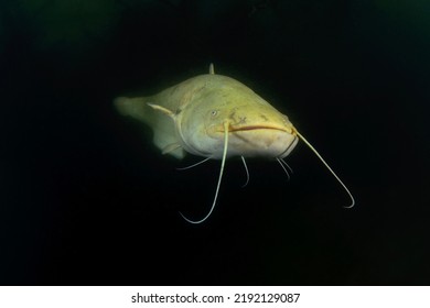 Wels Catfish During Night Dive. Rare Albino Catfish In The Lake. Underwater Photography In Freshwater.	