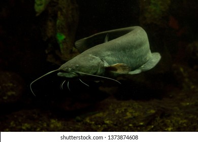 Wels Catfish, Sheatfish (Silurus Glanis),