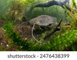 wels catfish Silurus glanis in a lake