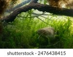 wels catfish Silurus glanis in a lake