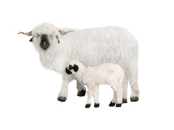 Welsh Black-faced Sheep With A Small Cub In Front Of A White Background