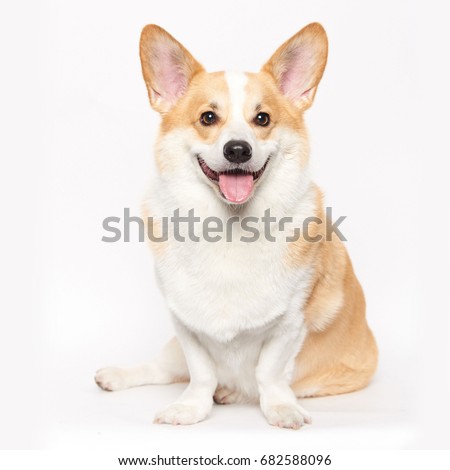 Welsh corgi