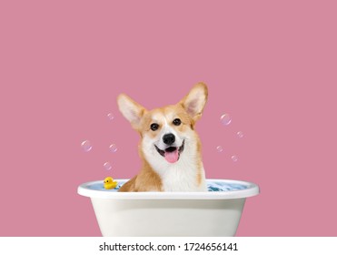 Welsh Corgi Art. Happy Corgi In The Bathroom. Funny Portrait Of A Welsh Corgi Pembroke Dog Showering With Shampoo. Dog Taking A Bubble Bath In Grooming Salon.