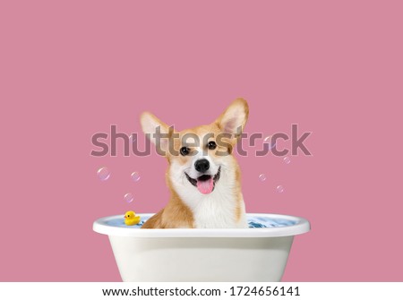 Welsh Corgi art. Happy Corgi in the bathroom. Funny portrait of a welsh corgi pembroke dog showering with shampoo. Dog taking a bubble bath in grooming salon.