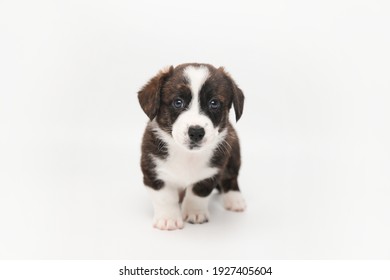 Welsh Corgi Cardigan cute fluffy dog puppies. funny animals on white background with copy space