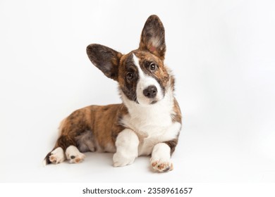 Welsh Corgi Cardigan cute fluffy dog puppy. funny happy animals on white background with copy space - Powered by Shutterstock