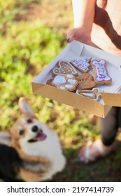 Welsh Corgi Cardigan Dog Looking At Cookies From Dog Bakery - Treats For Dogs. Special Food For Pets. Dog Food And Nutrition.