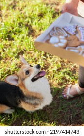 Welsh Corgi Cardigan Dog Looking At Cookies From Dog Bakery - Treats For Dogs. Special Food For Pets. Dog Food And Nutrition.