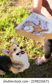 Welsh Corgi Cardigan Dog Looking At Cookies From Dog Bakery - Treats For Dogs. Special Food For Pets. Dog Food And Nutrition.