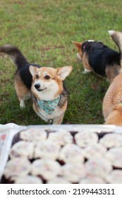 Welsh Corgi Cardigan Dog Looking At Cookies From Dog Bakery - Treats For Dogs. Special Food For Pets. Dog Food And Nutrition.