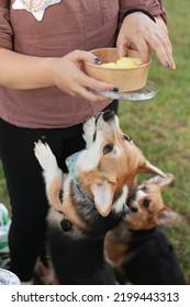 Welsh Corgi Cardigan Dog Looking At Cookies From Dog Bakery - Treats For Dogs. Special Food For Pets. Dog Food And Nutrition.