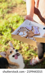 Welsh Corgi Cardigan Dog Looking At Cookies From Dog Bakery - Treats For Dogs. Special Food For Pets. Dog Food And Nutrition.