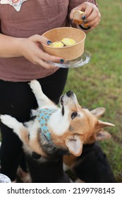 Welsh Corgi Cardigan Dog Looking At Cookies From Dog Bakery - Treats For Dogs. Special Food For Pets. Dog Food And Nutrition.