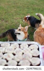 Welsh Corgi Cardigan Dog Looking At Cookies From Dog Bakery - Treats For Dogs. Special Food For Pets. Dog Food And Nutrition.