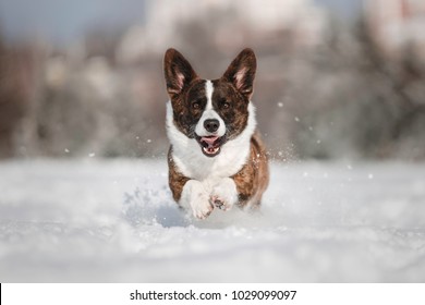 Welsh Corgi Cardigan Running