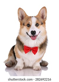 Welsh Corgi Cute Dog In A Red Tie On A White Background