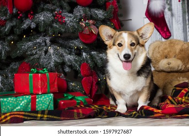 Welsh Corgi Dog Near Christmas Tree Stock Photo 1597927687 | Shutterstock