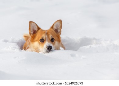 Welsh Corgi Dog Pembroke Plays In The Winter Snow On A Walk