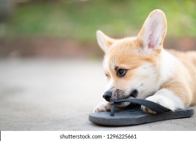 Welsh Corgi Dog Pembroke Puppy Playing Owners Shoes Or Flip Flop
