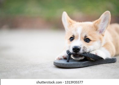 Welsh Corgi Dog Pembroke Puppy Playing Or Bite Owners Shoes Or Flip Flop