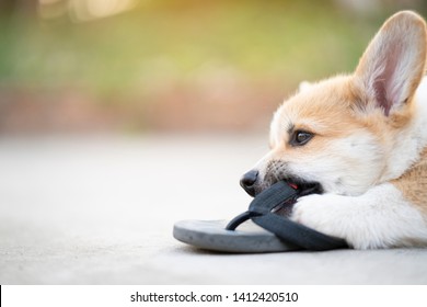 dog flip flop
