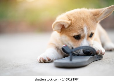 Dog Flip Flop Images, Stock Photos 