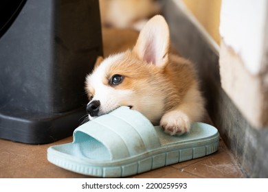 Welsh corgi dog pembroke puppy playing or bite owners shoes or flip flop - Shutterstock ID 2200259593