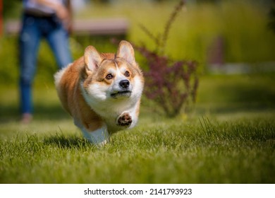 Welsh Corgi Dog Running Fast In Park