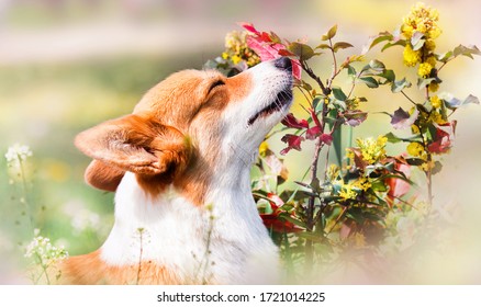 Welsh Corgi Dog Sniffing Flowers