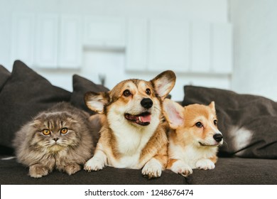 Welsh Corgi Dogs And British Longhair Cat On Sofa At Home