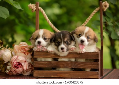 Welsh Corgi Funny Puppies Litter Together