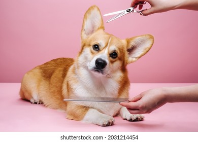 Welsh Corgi With Hands Of Groomer At Pink Background