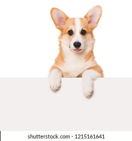 Welsh Corgi Isolated On White Background