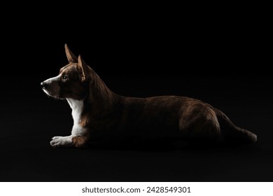  Welsh Corgi lies in profile against a stark black background, illuminated with a soft side light - Powered by Shutterstock