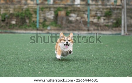 welsh corgi in motion during the game