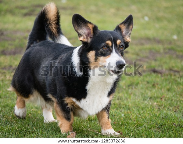 black and white corgi