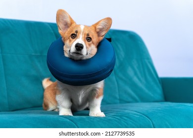 Welsh Corgi Pembroke Or Cardigan Puppy With Protective Inflatable Collar Around Its Neck, Or Foam Pillow Inside Casing. Sick Dog Obediently Sits On Couch. Equipment For Rehabilitation After Surgery