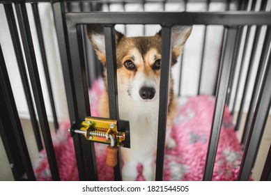 Welsh Corgi Pembroke Dog Closed In A Care, Behind The Bars, Crate Training